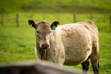 Angus, wagyu and murray grey beef bulls and cows, being grass fed on a hill in Australia.