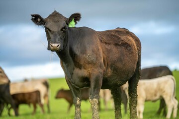 Angus, wagyu and murray grey beef bulls and cows, being grass fed on a hill in Australia.