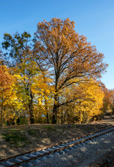 A single tree in autumn colors over the railroad tracks