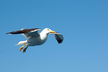 Möwe im Flug