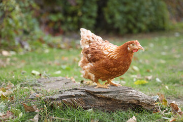 Beautiful chicken in yard on farm. Domestic animal