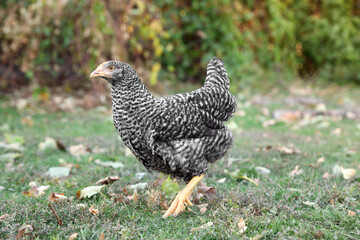 Beautiful chicken in yard on farm. Domestic animal