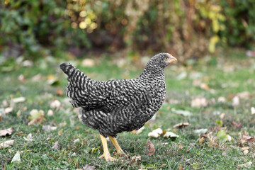 Beautiful chicken in yard on farm. Domestic animal