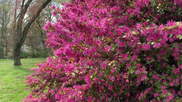 Vivid pink Chinese fringe flower plant or loropetalum bush in spring