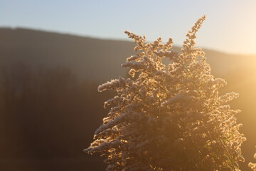 frosty morning sunrise with plants