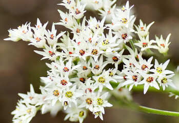 Closeup shot of white star-shaped flowers of Mukdenia Rossii in the garden