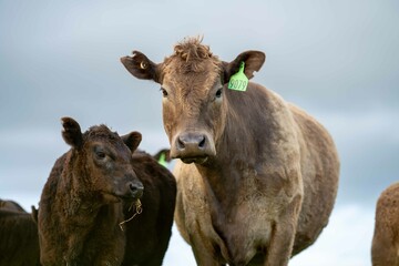 Stud Beef bulls and cows grazing on grass in a field, in Australia. breeds include speckle park,...