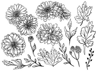 Isolated Zinnia Flower Line Art Drawing with Leaves Element - obrazy, fototapety, plakaty