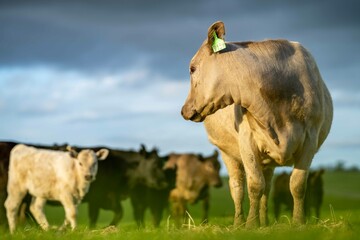 Stud Beef bulls and cows grazing on grass in a field, in Australia. breeds include speckle park,...