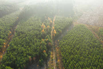 Poranne mgły oświetlone słonecznymi promieniami unoszące się nad lasem. Widok z drona.