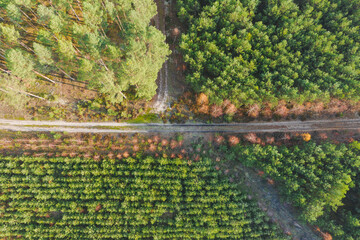 Skrzyżowanie leśnych dróg. Widok z drona.