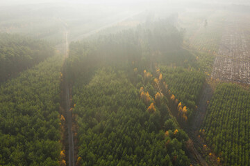 Poranne mgły oświetlone słonecznymi promieniami unoszące się nad lasem. Widok z drona. - obrazy, fototapety, plakaty
