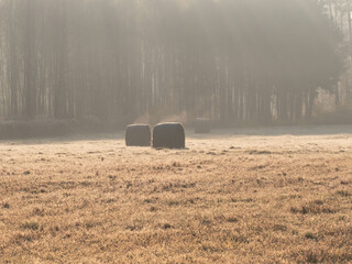 Łąka w jesienny, mglisty poranek, na tle wysokiego lasu skrytego w gęstej mgle rozświetlanej przez promienie słoneczne. - obrazy, fototapety, plakaty