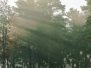 Smugi słonecznego światła przenikające przez korony iglastych drzew. - obrazy, fototapety, plakaty