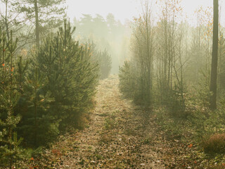 Leśna droga o poranku. Nad drogą, między gałęziami drzew unosi się mgła oświetlana promieniami słońca. - obrazy, fototapety, plakaty