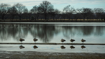 Geese by the lake