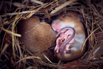 Baby mice sleeping in nest in funny position (Mus musculus)