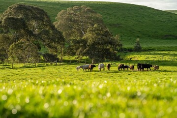Stud Beef bulls and cows grazing on grass in a field, in Australia. breeds include speckle park,...