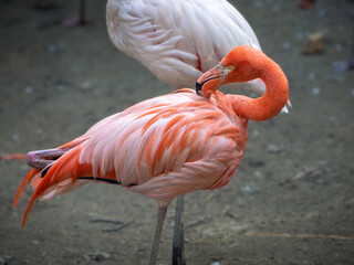 Amazing bright pink flamingo grooming its feathers