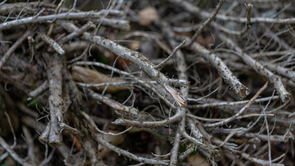 close up pattern of tree branches