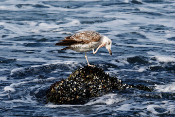 Seagull bird on the lake. Seagull in the water. Water life and wildlife. Birds flying and swims.