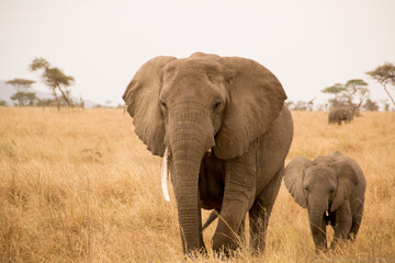 Naklejka na ściany i meble elephants on the serengeti 