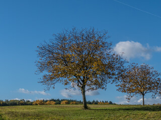 Fototapeta na wymiar Obstbäume im Herbst