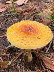 amanita muscaria fly mushroom