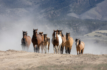 Kudde wilde paarden in de woestijn van Utah