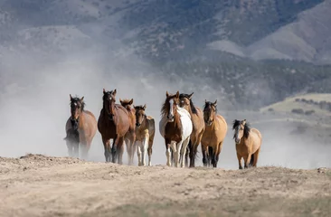Crédence de cuisine en verre imprimé Chevaux Troupeau de chevaux sauvages dans le désert de l& 39 Utah