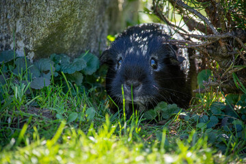 Meerschweinchen draußen