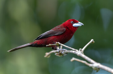 Silver Beaked Tanager, brightly colored bird showing the fine feather detail perched on a branch with good lighting in the tropical forested areas of Trinidad West Indies