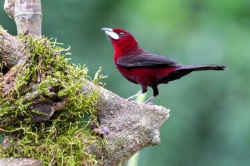 Silver Beaked Tanager, brightly colored bird showing the fine feather detail perched on a branch with good lighting in the tropical forested areas of Trinidad West Indies