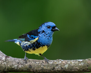 Turquoise Tanager, brightly colored bird showing the fine feather detail perched on a branch with...