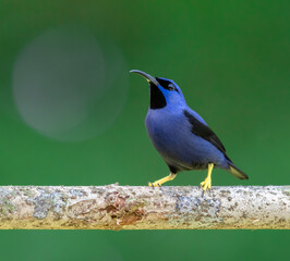 Purple Honeycreeper, brightly colored bird showing the fine feather detail perched on a branch with...