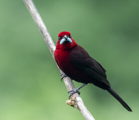 Silver Beaked Tanager, brightly colored bird showing the fine feather detail perched on a branch...