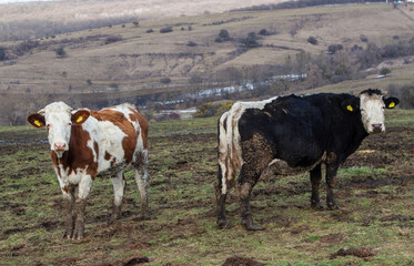 Landscape in Transylvania, Romania