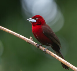 Silver Beaked Tanager, brightly colored bird showing the fine feather detail perched on a branch...