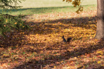 Little Brown Sciurus vulgaris - Squirrel on a tree and meadow in the garden.