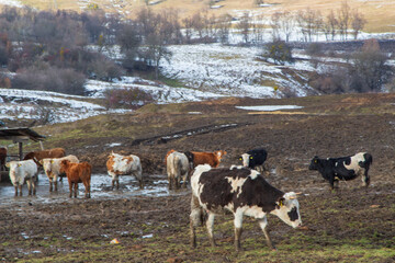 Landscape in Transylvania, Romania