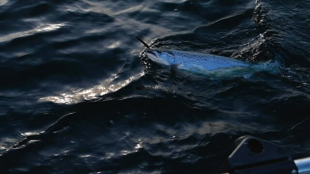 Big beautiful salmon fighting an anglers hook. The fish struggles in the surface of the water, with a wobbler hooked in its mouth. The waves make the boat rock up and down. 