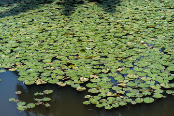 Vitoria Regia