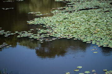 Vitoria Regia