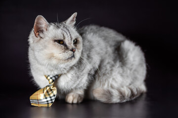 one gray cat in a tie on a black background