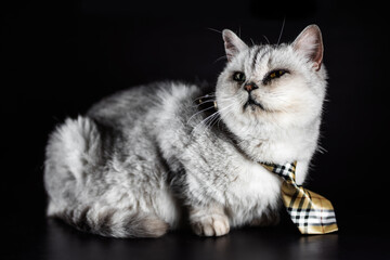 one gray cat in a tie on a black background