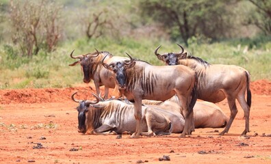 Wildbeast, Gnu in the Savannah of Kenya, Africa