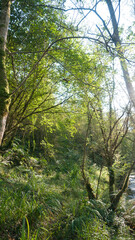 Riachuelo en bosque verde
