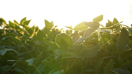 Green ripening soybean field, agricultural landscape. Flowering soybean plant. Soy plantations at sunset. Against the background of the sun. soybeans.