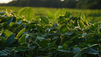 Green ripening soybean field, agricultural landscape. Flowering soybean plant. Soy plantations at...