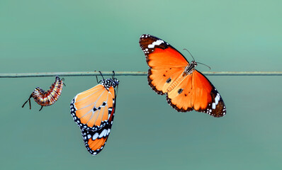 Amazing moment ,Monarch Butterfly, pupae and cocoons are suspended. Concept transformation of Butterfly